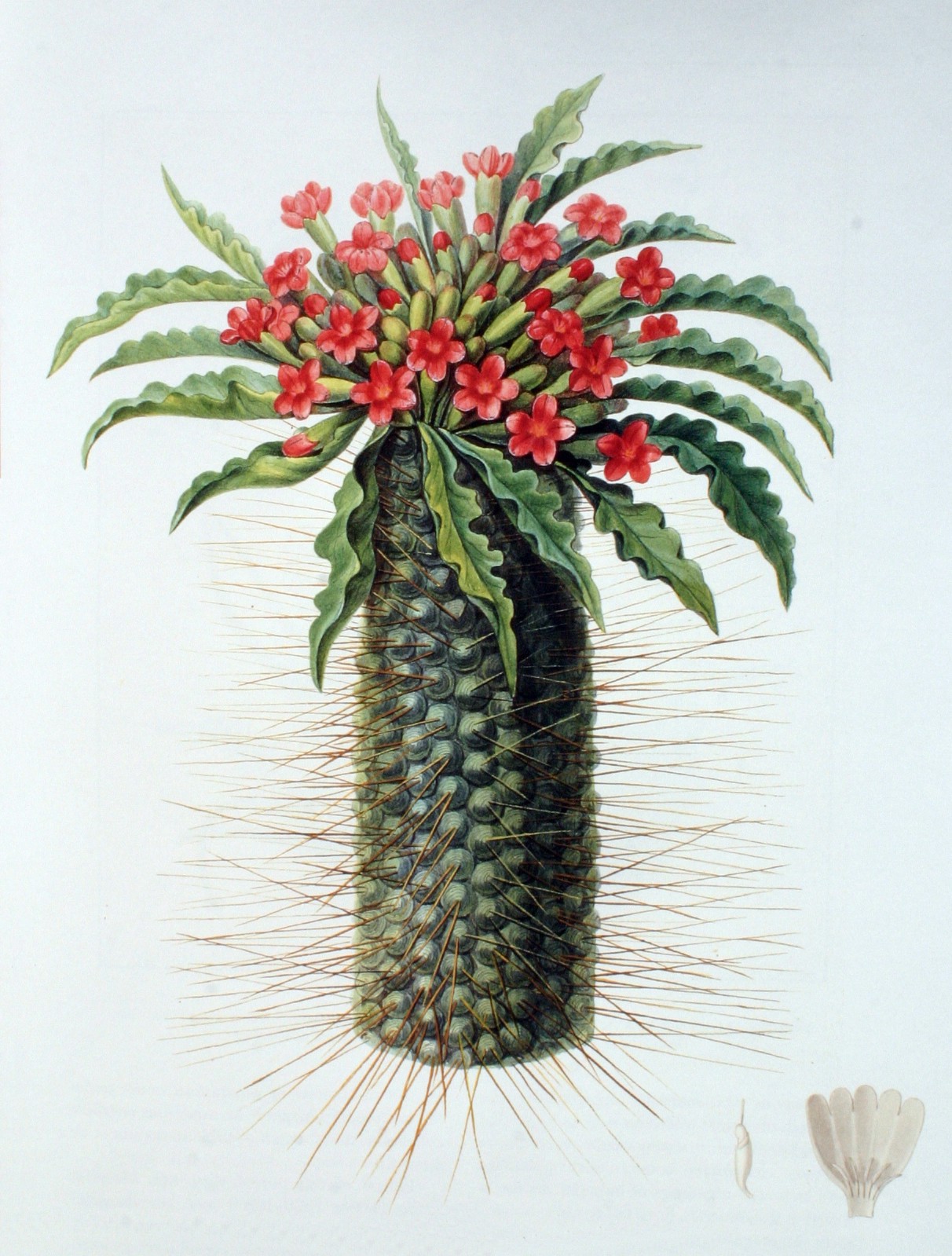 Pachypodium namaquanum botanical illustration, c. 1779